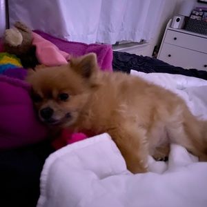 Meet your Posher, Cara